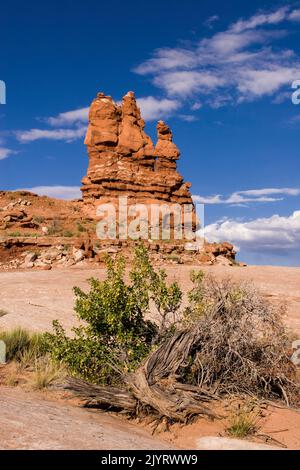 Un ancien genièvre torsadé devant une formation de roche de grès dans le parc national d'Arches, Moab, Utah. Le Juniper de l'Utah peut vivre jusqu'à 1000 yea Banque D'Images