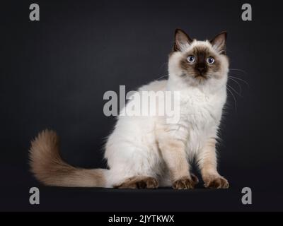 Jeune chat ragdoll à point d'étanchéité, assis sur les côtés. Regarder directement l'appareil photo avec des yeux bleu clair. Isolé sur un fond noir. Banque D'Images