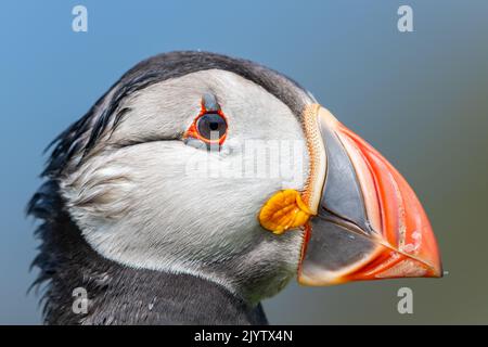 Portrait d'un Puffin sur l'île de Lunga (îles Treshnisch, Hébrides intérieures), Écosse, Royaume-Uni. Aussi appelé Atlantic Puffin, Fratercula Arctica Banque D'Images