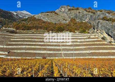 Terrasses de vignobles pour la culture du Clos de Balavaud vin blanc du domaine de fils Maye, Vétroz, Valais, Suisse Banque D'Images