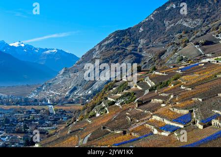 Terrasses de vignobles sur la colline ensoleillée au-dessus de la vallée du Rhône, Vétroz, Valais, Suisse Banque D'Images