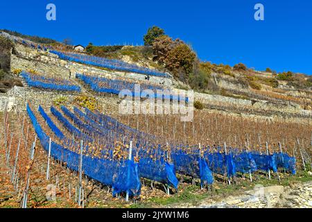 Filets de protection des oiseaux bleus comme protection contre les dommages aux oiseaux dans un vignoble de la région viticole de Vetroz, Valais, Suisse Banque D'Images