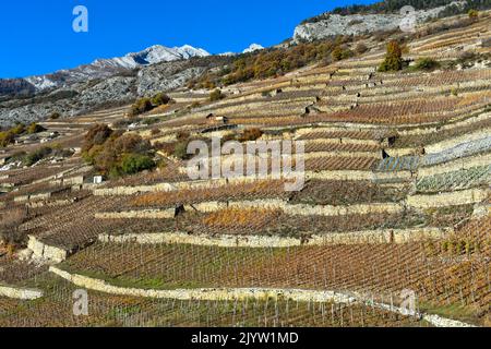 Terrasses de vignobles sur la colline ensoleillée au-dessus de la vallée du Rhône, Vétroz, Valais, Suisse Banque D'Images