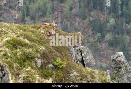Famille chamois sur les rochers dans les Tatras occidentaux. Banque D'Images