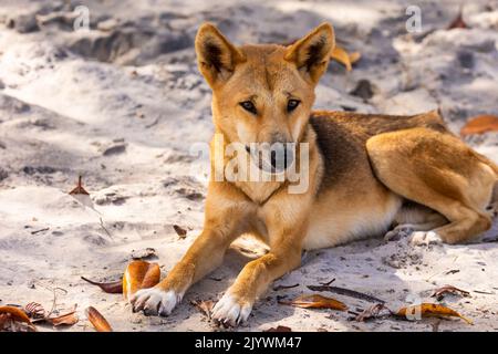 Le dingo sauvage se trouve sur la plage Banque D'Images