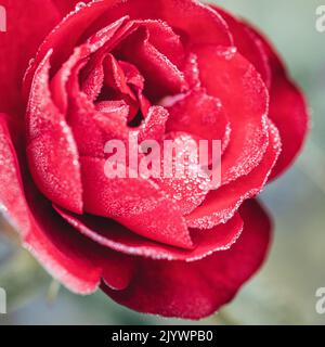 Fleur de rose rouge avec gouttes de rosée Banque D'Images