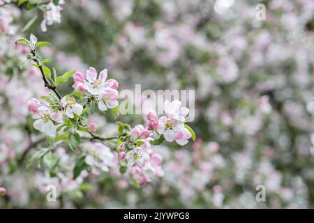 Fleur de pomme rose douce au printemps Banque D'Images