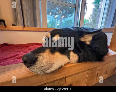 Gros plan grand angle sur un jeune chien Husky affectueux et croisé, tout en restant à l'intérieur sur son banc Banque D'Images