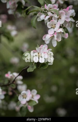 Fleurs de pomme rose sur fond vert Banque D'Images