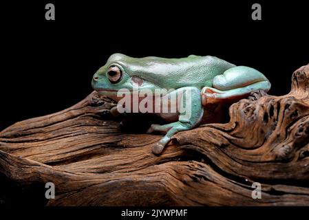 La grenouille verte australienne (Ranoidea caerulea) sur l'écorce de l'arbre Banque D'Images