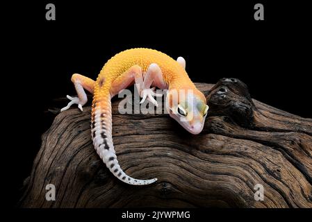 léopard gecko isolé sur fond noir Banque D'Images