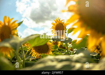 Tournesols poussant dans un champ de tournesols pendant le coucher du soleil Banque D'Images