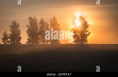 Lever de soleil à travers les arbres sur le champ de blé Banque D'Images