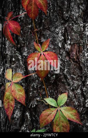 Écorce d'arbre texturée et feuilles rouges de Virginia Creeper Banque D'Images