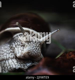 Escargot de vin en gros plan sur fond sombre Banque D'Images