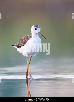 Portrait de l'ailé noir il marche dans l'eau à la recherche de sa nourriture, le meilleur pohto. Banque D'Images