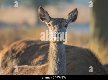 Un curieux Red Deer Hind (Cervus elaphus) , gros plan et regardant directement la caméra. ROYAUME-UNI Banque D'Images