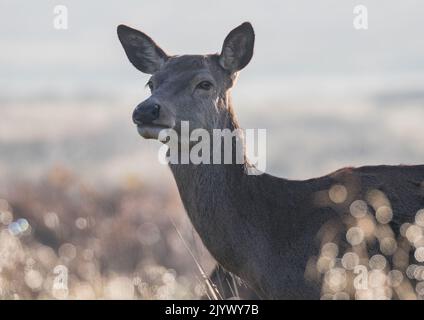 Un curieux Red Deer Hind (Cervus elaphus) , gros plan dans la brumeuse lumière du matin . ROYAUME-UNI Banque D'Images