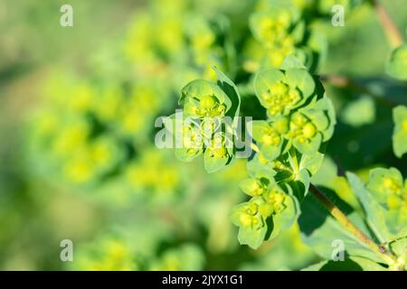 Fleurs d'orbes solaires (Euphorbia helioscopia). Banque D'Images