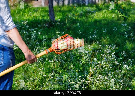 Un panier de cueillette de fruits dans les mains d'une femme est rempli de pommes mûres jaunes et rouges sur un fond flou d'une pelouse verte. Banque D'Images