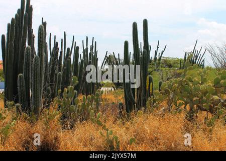 Cactus dans le désert, Aruba Banque D'Images