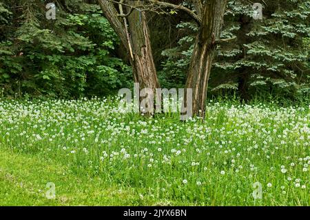 Vue sur une prairie avec des pissenlits blancs fleuris ou Tarataxum officinale sur un fond de forêt dans South Park, Sofia, Bulgarie Banque D'Images