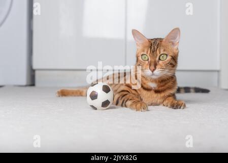 Le chat Bengale joue avec une balle sur le sol. Jouer à Cat. Banque D'Images