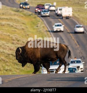 Bison maintient la circulation tout en traversant la route dans la vallée de Hayden Banque D'Images