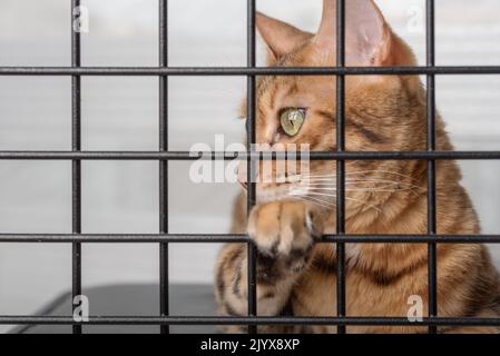 Le museau d'un chat rouge triste est visible à travers les barres d'un abri pour animaux de compagnie. Banque D'Images