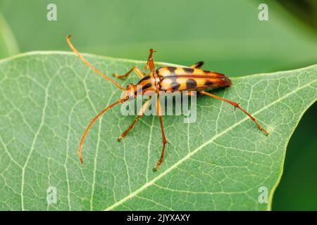 Fleur Longhorn Beetle (Strangalia luteicornis) Banque D'Images