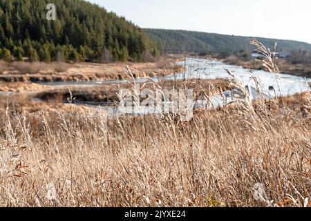 vue de plantes d'automne sèches et de l'herbe contre la rivière et la forêt, paysage beauté dans la nature, neutre beige couleurs terre tons sélectif foyer Banque D'Images