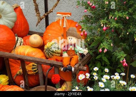 mignon crapet d'halloween assis sur un chariot en bois plein de citrouilles orange colorées Banque D'Images