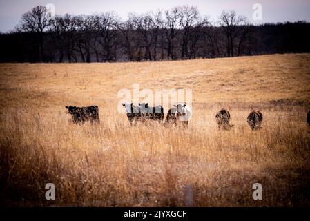 Un groupe de bovins qui broutage à l'extérieur de Nocona, Texas. Banque D'Images