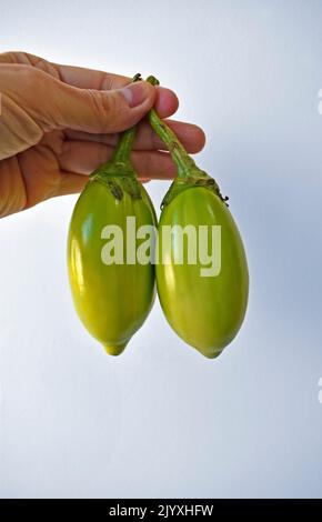 Des aubergines de scarlet vertes à portée de main sur un fond lumineux Banque D'Images