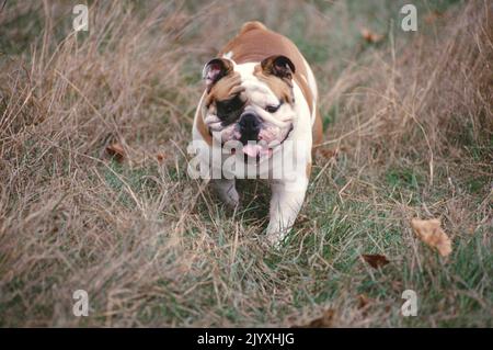 Bulldog anglais marchant dans l'herbe Banque D'Images