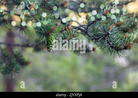 petit cône de pin poussant sur un arbre dans une forêt Banque D'Images