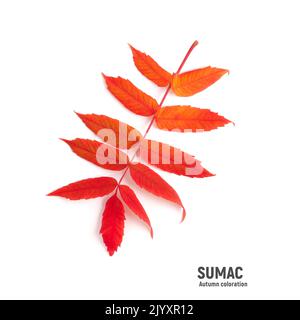 Feuilles sumac d'automne orange vif isolées sur blanc Banque D'Images