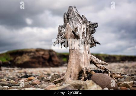 Lorsque la tourbe est évacuée par la mer sur la côte nord-ouest de l'Irlande, des morceaux de chêne tourbé émergent parfois sous la tourbe. Banque D'Images