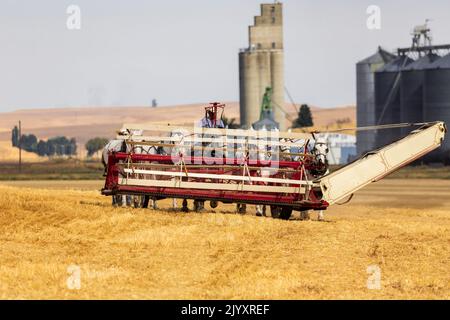 États-Unis, État de Washington, comté de Whitman. Palouse. 6 septembre 2021. Récolte du blé avec une batteuse tirée par un cheval d'époque. Banque D'Images