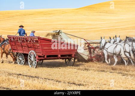 États-Unis, État de Washington, comté de Whitman. Palouse. 6 septembre 2021. Récolte du blé avec une batteuse tirée par un cheval d'époque. Banque D'Images