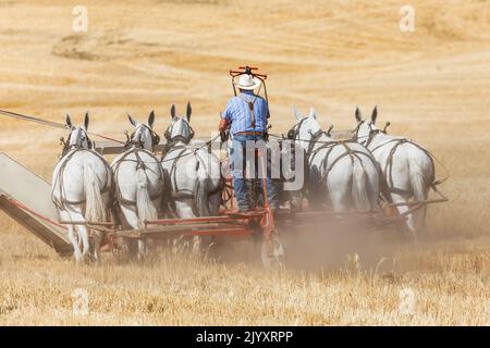 États-Unis, État de Washington, comté de Whitman. Palouse. 6 septembre 2021. Récolte du blé avec une batteuse tirée par un cheval d'époque. Banque D'Images