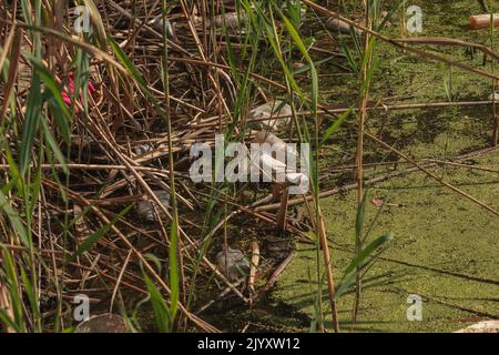 Duckweed et plastique, étain, déchets de caoutchouc dans la rivière. Le concept du problème écologique de la pollution de l'environnement. Banque D'Images