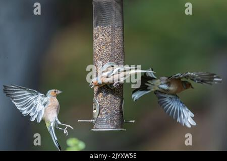 Chaffinch masculin commun montrant une agression à Feeder, National Trust, Brownsea Island, Dorset, Royaume-Uni Banque D'Images