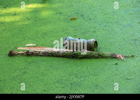 Duckweed et plastique, étain, déchets de caoutchouc dans la rivière. Le concept du problème écologique de la pollution de l'environnement. Banque D'Images