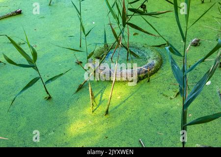 Duckweed et plastique, étain, déchets de caoutchouc dans la rivière. Le concept du problème écologique de la pollution de l'environnement. Banque D'Images