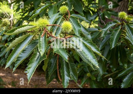 Sweet Chestnut, National Trust, Brownsea Island, Dorset, Royaume-Uni Banque D'Images