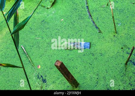 Duckweed et plastique, étain, déchets de caoutchouc dans la rivière. Le concept du problème écologique de la pollution de l'environnement. Banque D'Images