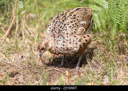 Femelle Common Pheasant, National Trust, Brownsea Island, Dorset, Royaume-Uni Banque D'Images