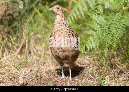 Femelle Common Pheasant, National Trust, Brownsea Island, Dorset, Royaume-Uni Banque D'Images