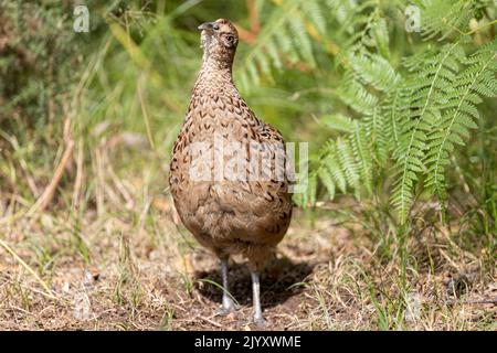 Femelle Common Pheasant, National Trust, Brownsea Island, Dorset, Royaume-Uni Banque D'Images